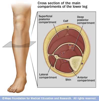 compartments of leg. leg-compartments1